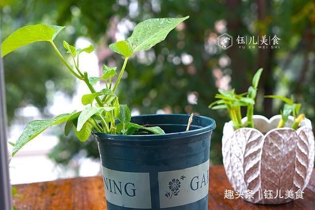 维生素|入秋后，多吃此碱性蔬菜，1块钱1斤，营养美味，趁着便宜抓紧吃