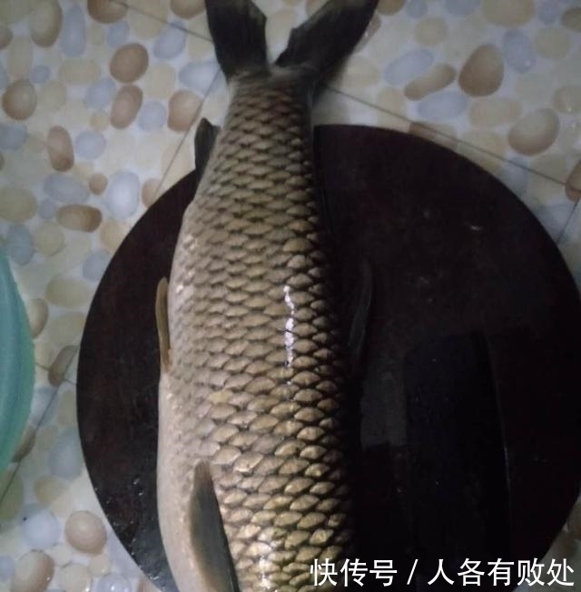 小将|再次征战大坝阵地，最终擒获“鲶军小将”