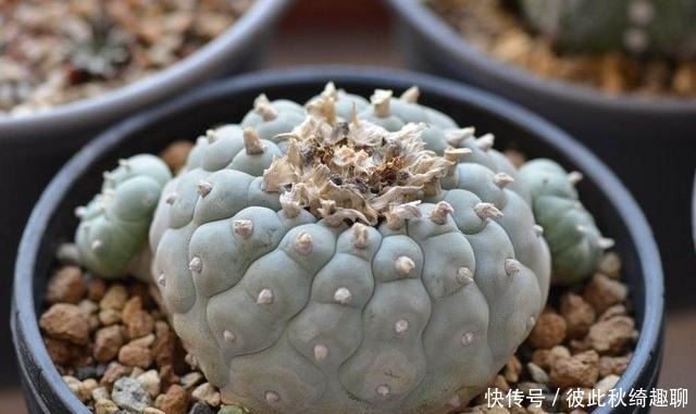 全球|盘点全球昂贵8类多肉,养过其中3种,我跪下抱大腿,乖乖叫土豪