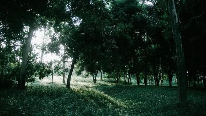 友好城市|青年友好城市营造 | 听说了吗?武侯区也能看极光啦