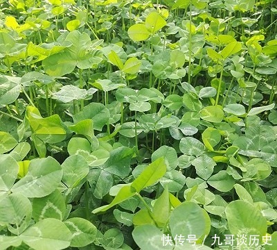 面包|幸运星四叶草面包