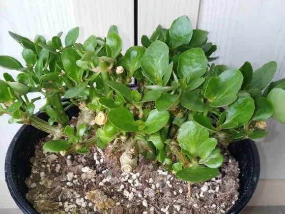 养成|最大的长寿老桩,7年时间,养成盆景!