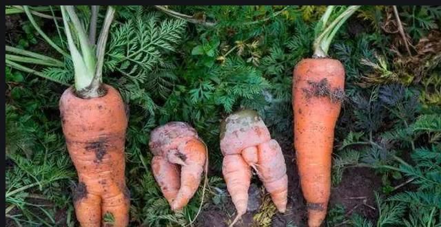 会影响胡萝卜|胡萝卜出现畸形,应该怎么防治?一起来看看吧