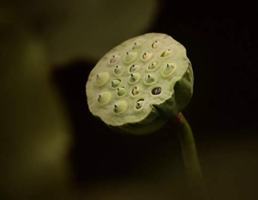  湛江市坡头区摄影协|映日荷花醉「乾塘」