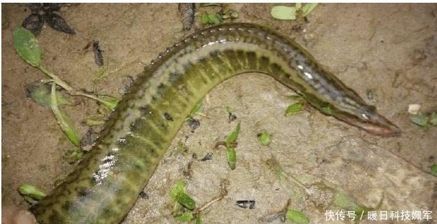 常见|乡下河里常见的一种鱼, 以前不吃扔掉, 现在高达一百元一斤