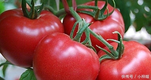 告诉|喜欢吃西红柿的来看看!看完记得告诉家里人,很重要的哦
