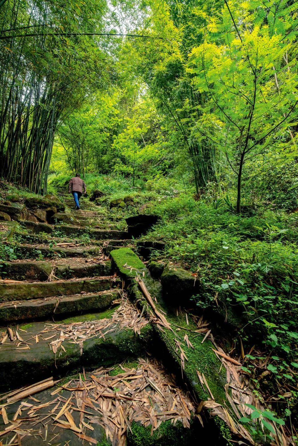  瞒不住|完了！雅安遍地大熊猫的事瞒不住了
