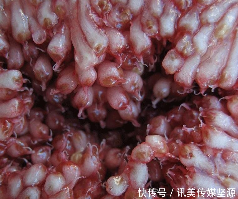 不吃|北方人不敢吃,南方人成箱屯过春节吃,外国友人:饿三天也不吃