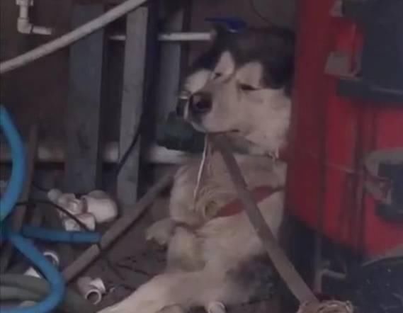  主人|带着哈士奇遛弯，碰到一只母狗后，二哈的表情亮了