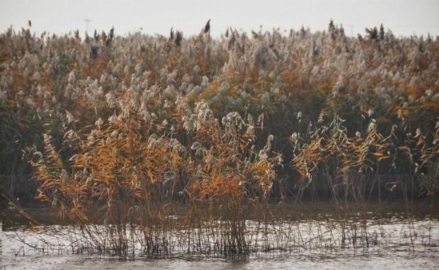  造纸|世界最大芦苇荡在中国，面积长度超百公里，可造纸可观赏