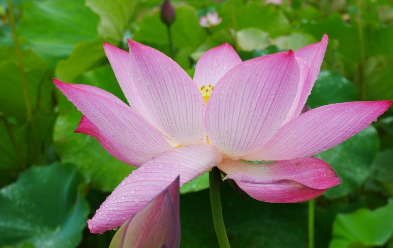 双鱼座一定|未来一个月,好运此起彼伏的4大星座,财源广进,家丁财旺