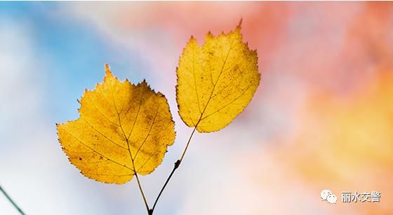 饮酒后驾驶机动车|冲卡、撞护栏、逃窜……这位驾驶员最后还是栽了