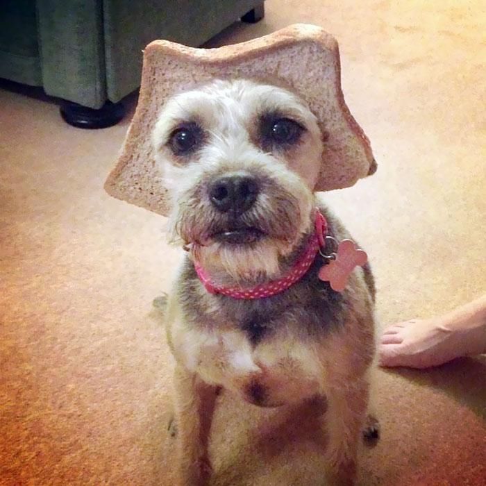 面包|被卡在面包里的宠物:从来不知道面包可以这么玩!