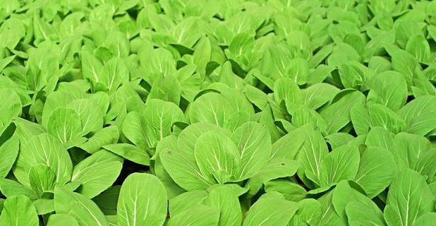  蔬菜|露地蔬菜生产的田间管理技术，你了解多少，不妨看看