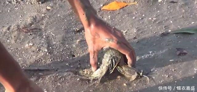 皮皮虾|海滩上发现有两个小洞 男子竟把腿伸进去 大呼: 原来它住在里面
