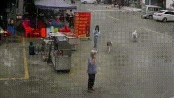  绊倒|老人被狗绳绊倒身亡，“意外事件”不影响追责