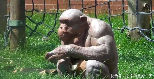 的猩猩,全身没有毛发,游客都不好意思看