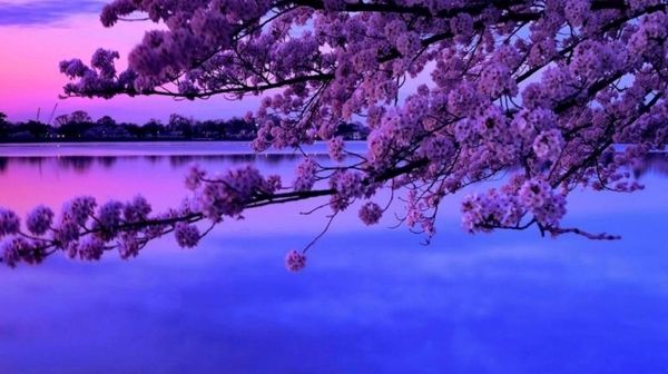  生肖|别自作多情，爱不爱一个人，这4大生肖都会表露在脸上！