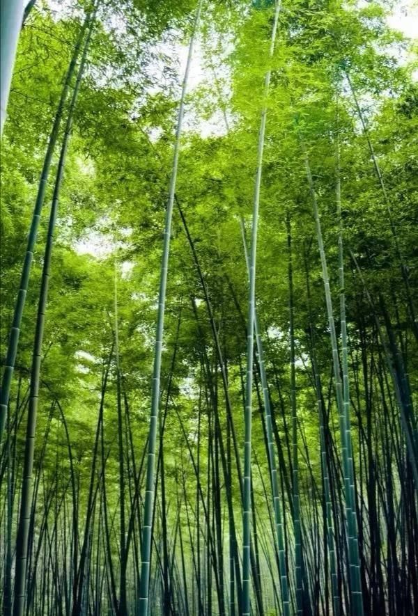  炽热|话说二十四节气 | 大暑：清心静气消暑纳凉 让我们一起经历生命最炽热的温度