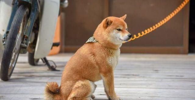 梦幻|日本山形梦幻秘境浪漫银山温泉二日游，温泉、美食、绝景