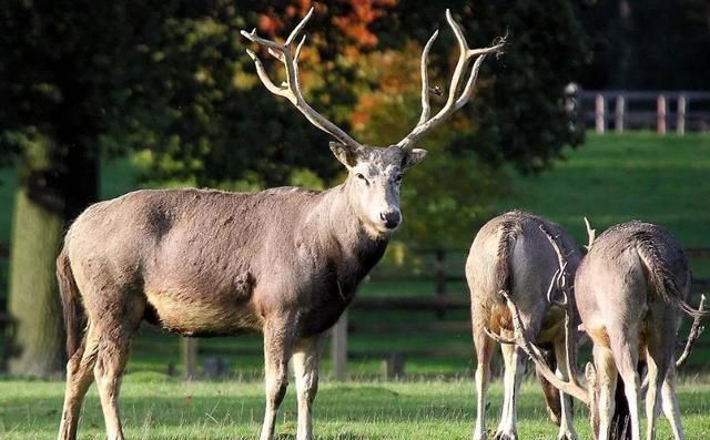 人类|圣诞老人用来拉雪橇的驯鹿,在人类这边,原来有另外的用途!