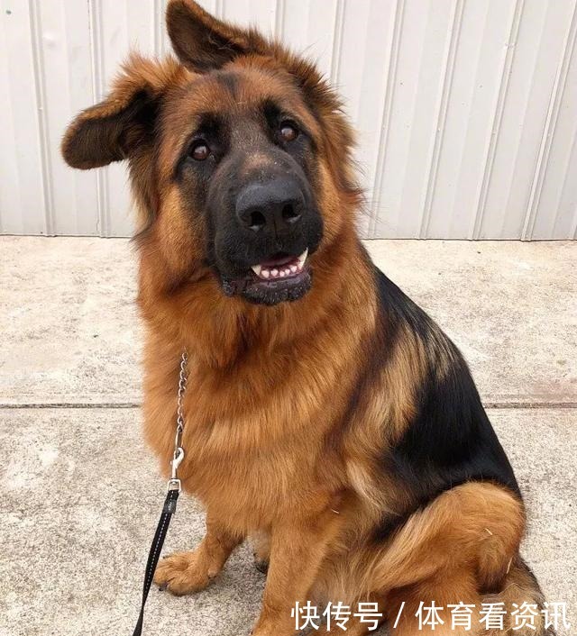 简直|2岁还没有立耳的德牧,这反差简直太萌了!