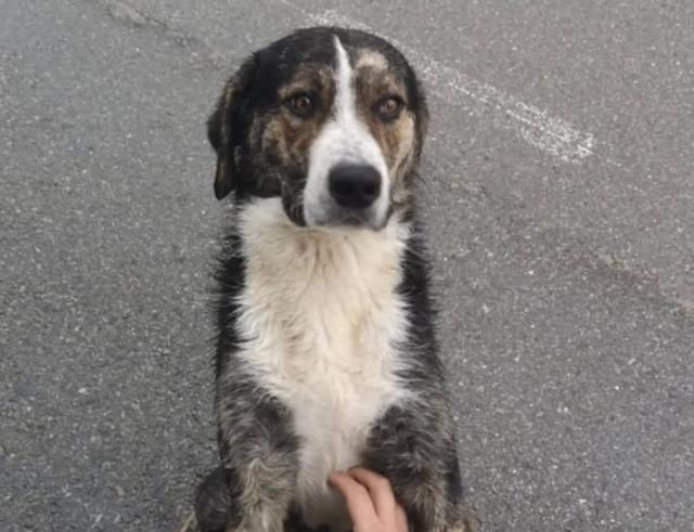  山区|越野选手山区不慎跌断骨，流浪狗一个举动救了他一命