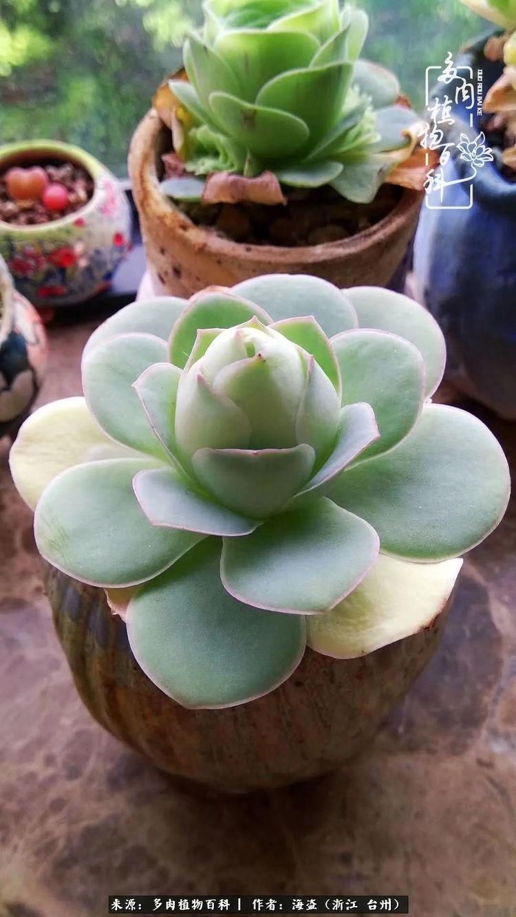  梅雨季|干货：高温高湿梅雨季，山地玫瑰养护提醒，帮你远离黑腐！