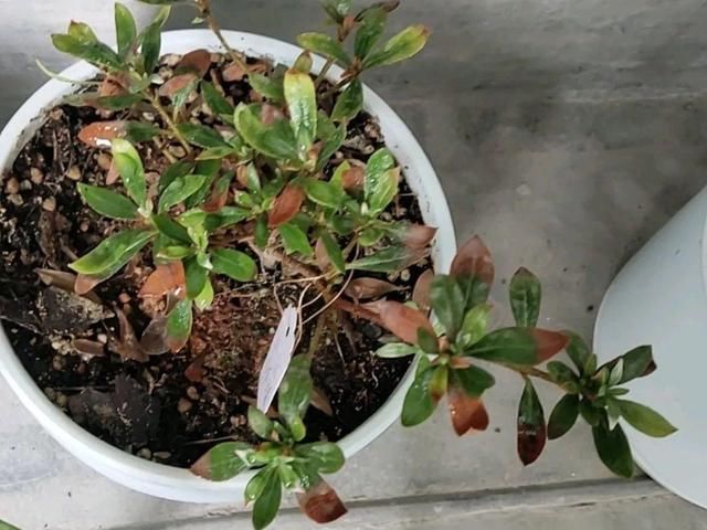  新芽|花养成光杆司令，赶紧这么救，3天冒新芽