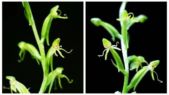 景宁|失踪135年，珍稀植物“湿地玉凤花”重现景宁
