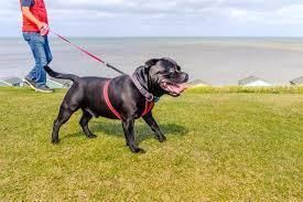  勒死|英国女子遛狗时离奇死亡，疑似被狗绳勒死，纯属巧合还是另有阴谋