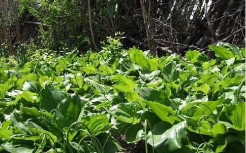  简单|长在缝中的野菜，简单凉拌就好吃，味道似韭菜，春天的美味