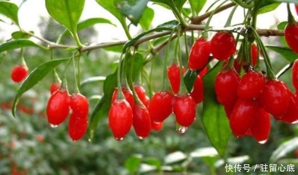 配上|枸杞配上它,大肚子没了,失眠好了!女人不想满脸皱纹,不妨试试