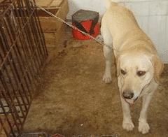 调解|偷狗的把狗主人告了，“他是因为你家狗死的”