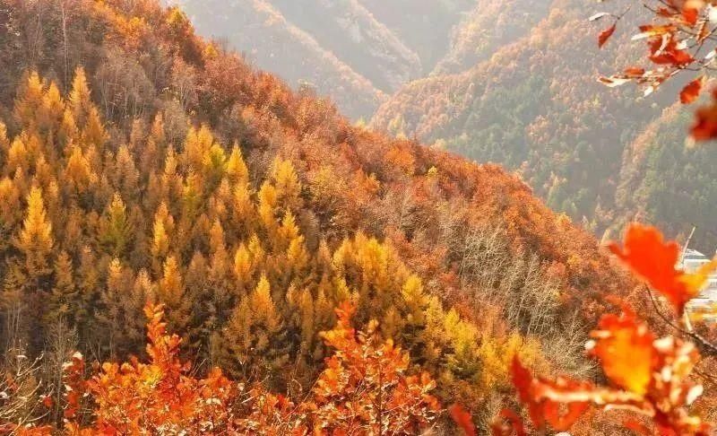 空中画廊|万山红遍!河北12个绝美秋景,邯郸的是这里!