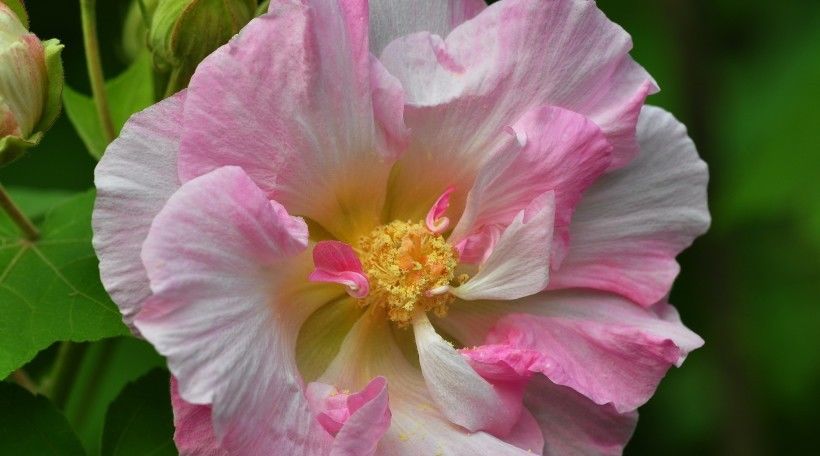  中旬|7月中旬，前缘消散不在仿徨，告别旧爱，放眼明天的四大生肖