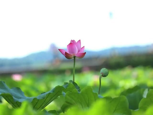  宝石山|0.5个亭子长啥样？这个夏天，西湖边这些地方不去会遗憾！