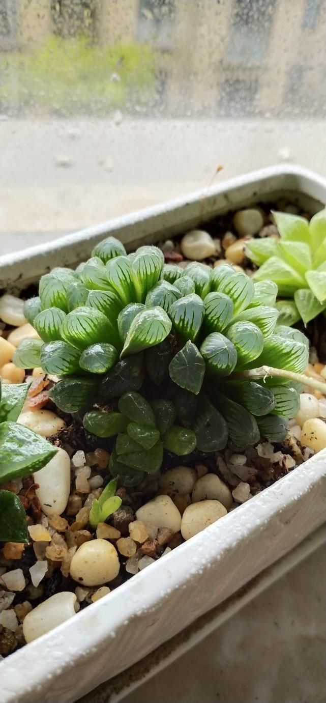  水晶|玉露灰扑扑，只要一个塑料瓶，立马变成“水晶玉露”