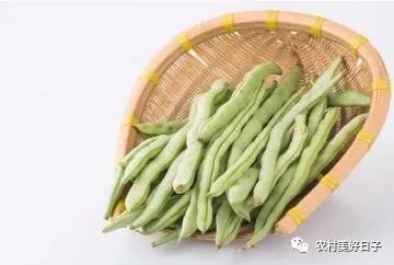 幼苗|四季豆的种植和日常管理