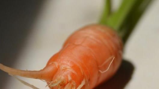 会影响胡萝卜|胡萝卜出现畸形,应该怎么防治?一起来看看吧