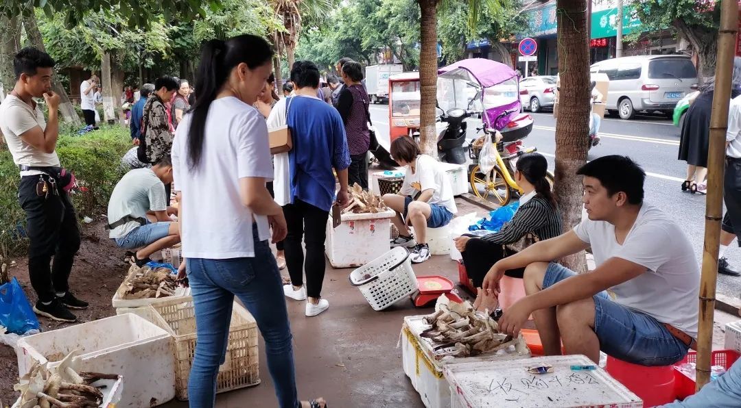  斗鸡|就问你晓得仁寿“斗鸡公”不？