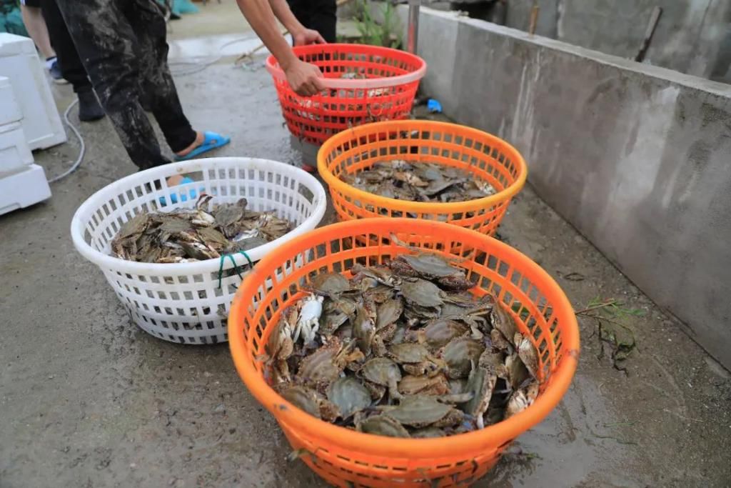  高质|梭子蟹“秋苗夏收”,有望在禁渔期产出高质蟹，期待不？