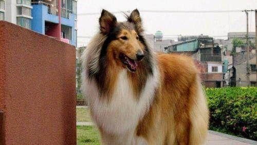  哈士奇|“怕热”的6种狗狗，你家在其中吗？