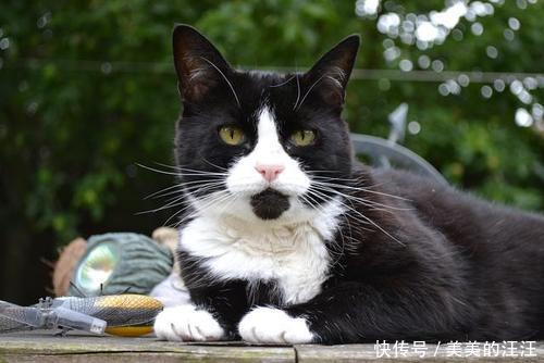 为啥|拽猫尾巴真的会“拉稀”吗?为啥阴天猫咪爱洗脸?了解下猫的感官