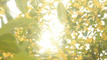 桂花糖醋小|这道美食白露必吃!清香驱寒、养肺润燥,老少皆宜!好吃还养生