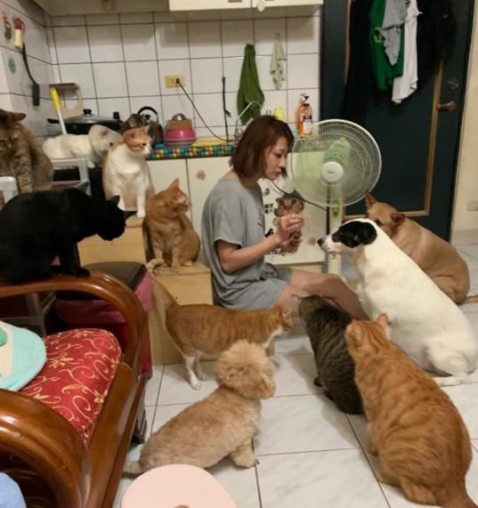 到底|小伙无意间动作，被17只猫狗包围，犹如被讨债，到底做了啥？