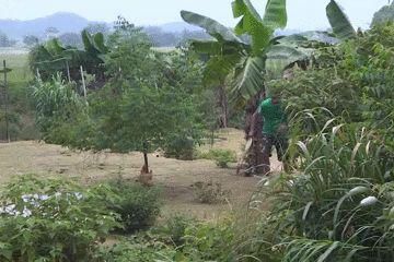 经验|小分队总结出经验，原来中午时候捉鸡最容易！