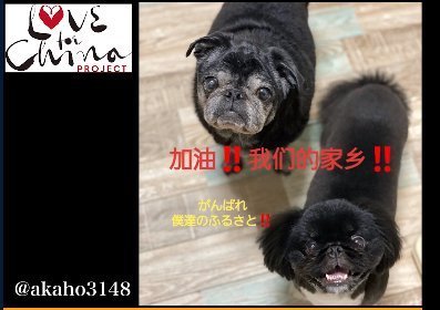  感谢所|日本歌姬米希亚没进歌手前三甲，但她是无冕之王！