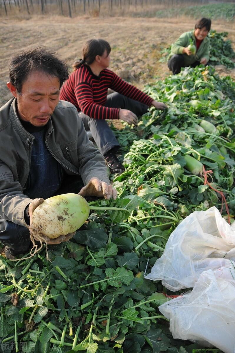 大农户|秋冬季种植白萝卜的两大高产施肥技巧，农户快收好