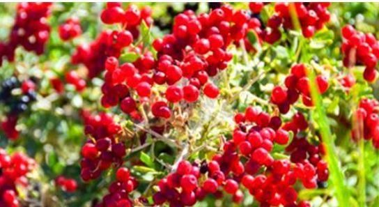  养颜|女性可以常吃4种食物，排毒养颜，缓解痛经，预防子宫早衰